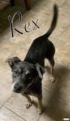 Rex - Royally Handsome!