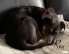 Rex - Royally Handsome!
