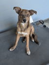 Pickle Paws - Perfect Pooch!