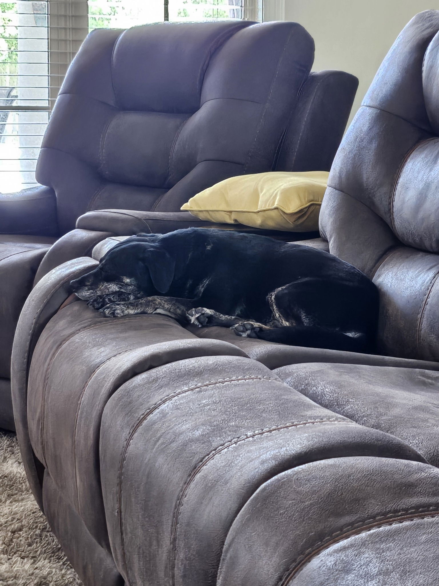 adoptable Dog in Oakhurst, NJ named Miley- A sweet soul ready for her second chance