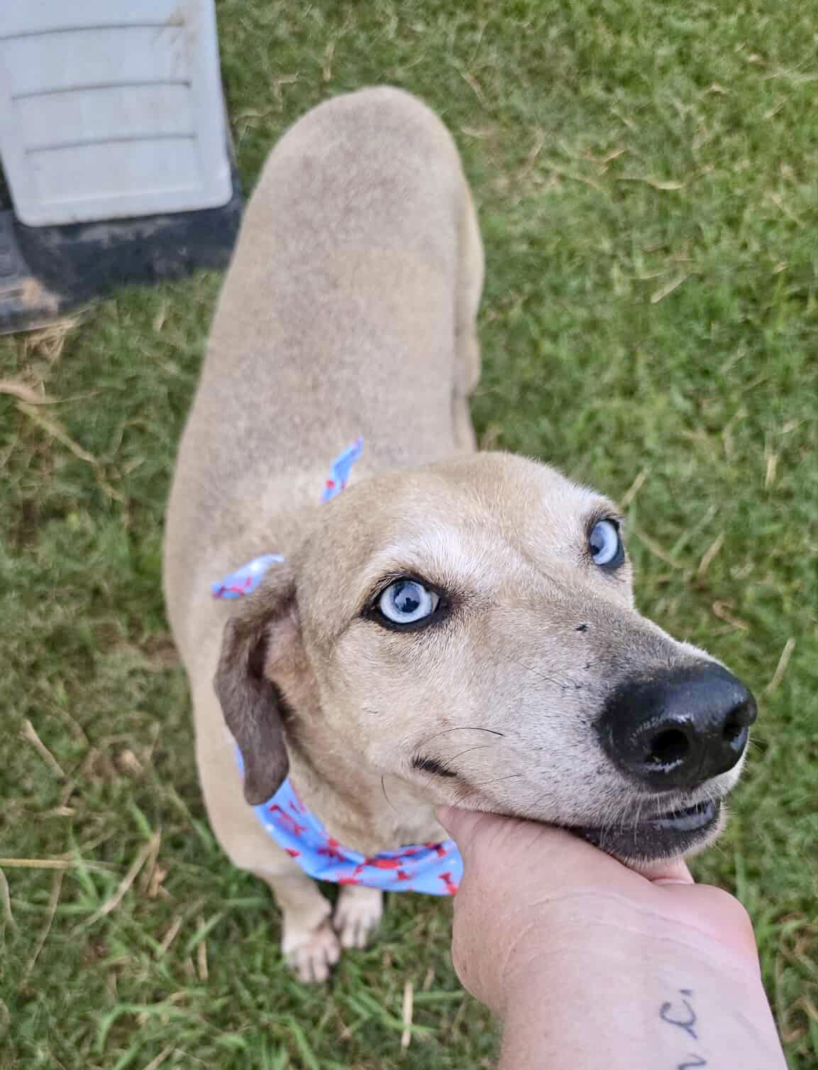 adoptable Dog in Oakhurst, NJ named Churro - Sweet Treat!