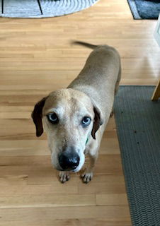 adoptable Dog in Red Bank, NJ named Churro - Sweet Treat!