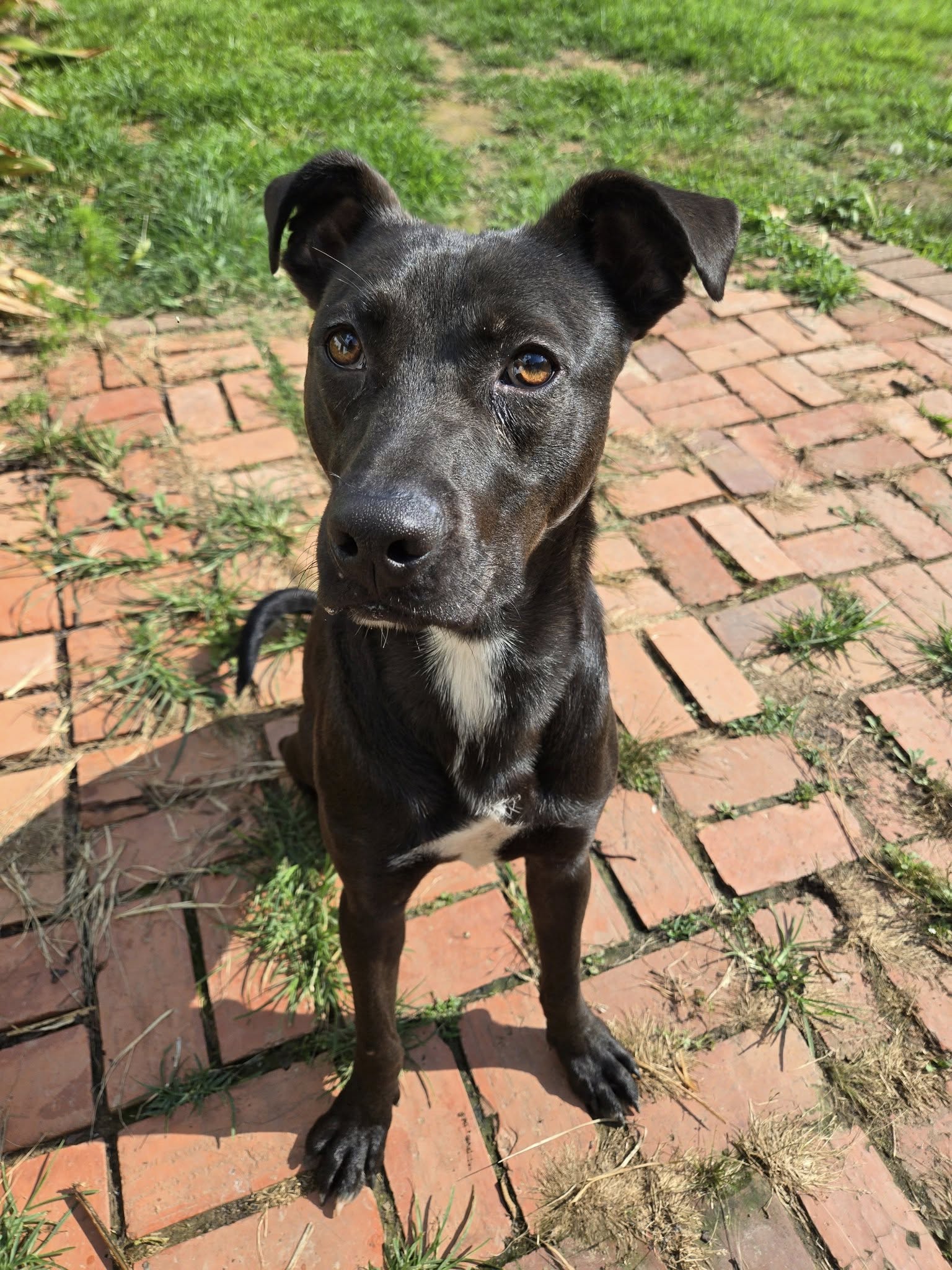 adoptable Dog in Oakhurst, NJ named Smokey- one handsome pup!