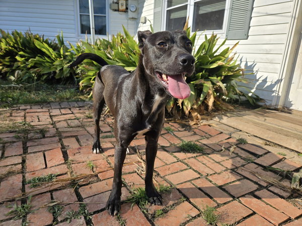 Smokey- one handsome pup!