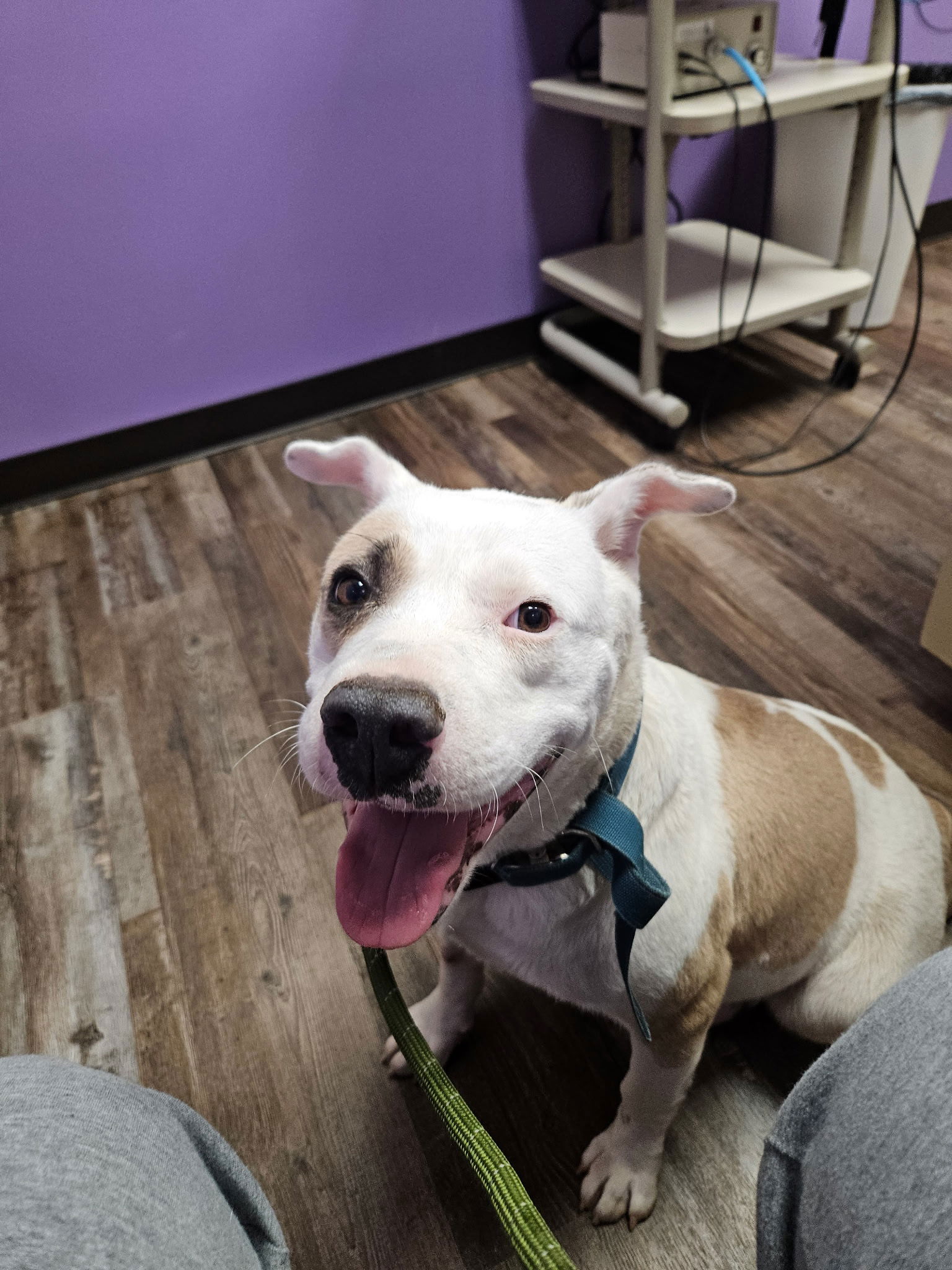 adoptable Dog in Oakhurst, NJ named Missy - Marvelous Pup!!