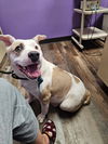Missy - Marvelous Pup!!