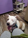 Missy - Marvelous Pup!!