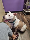 Missy - Marvelous Pup!!