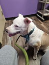Missy - Marvelous Pup!!