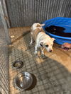 Missy - Marvelous Pup!!