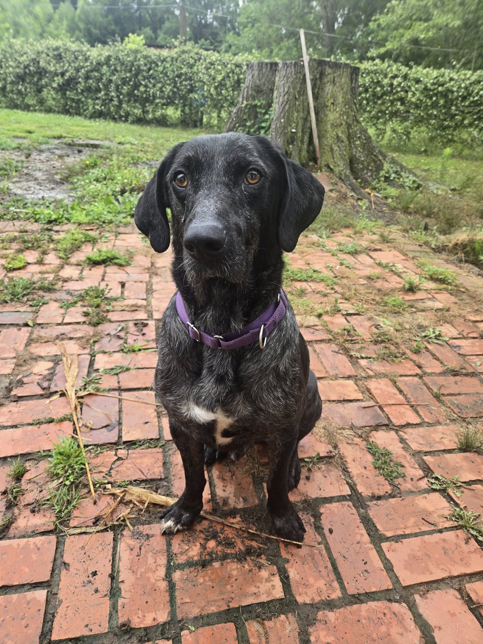 adoptable Dog in Oakhurst, NJ named Jesse- Simply stunning