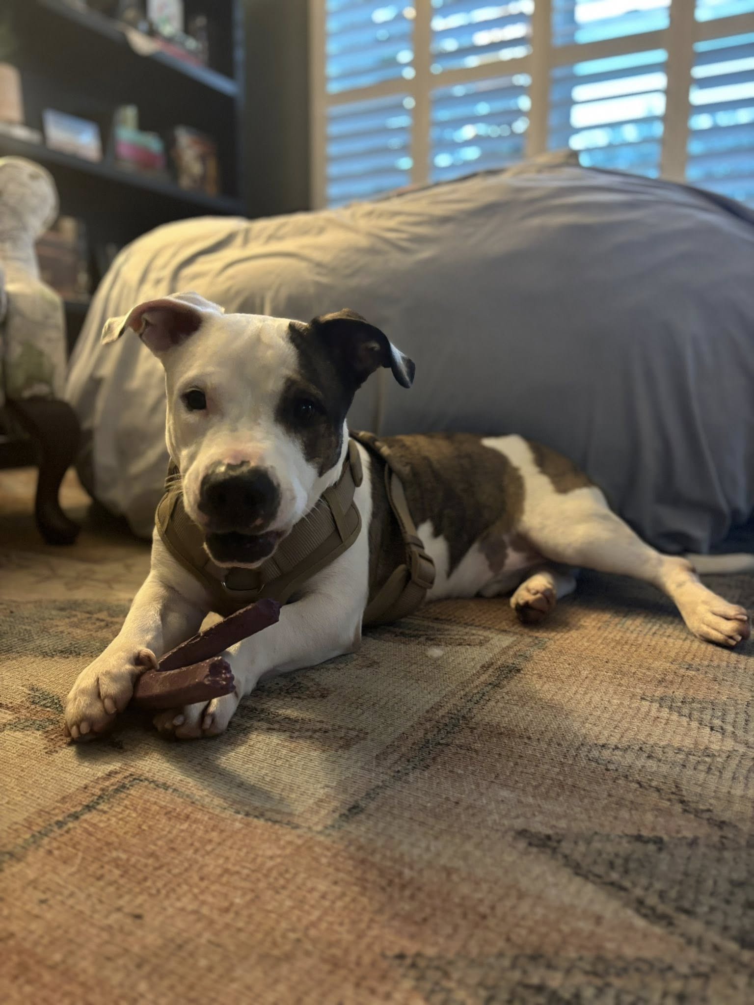 adoptable Dog in Oakhurst, NJ named Jersey- happiest little meatball