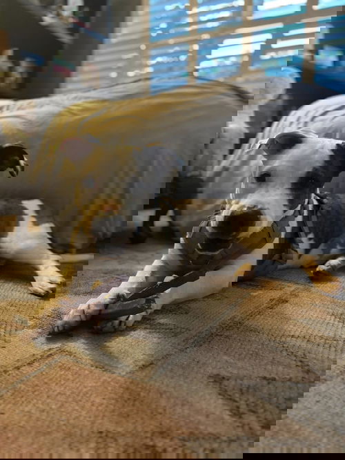 animal-image