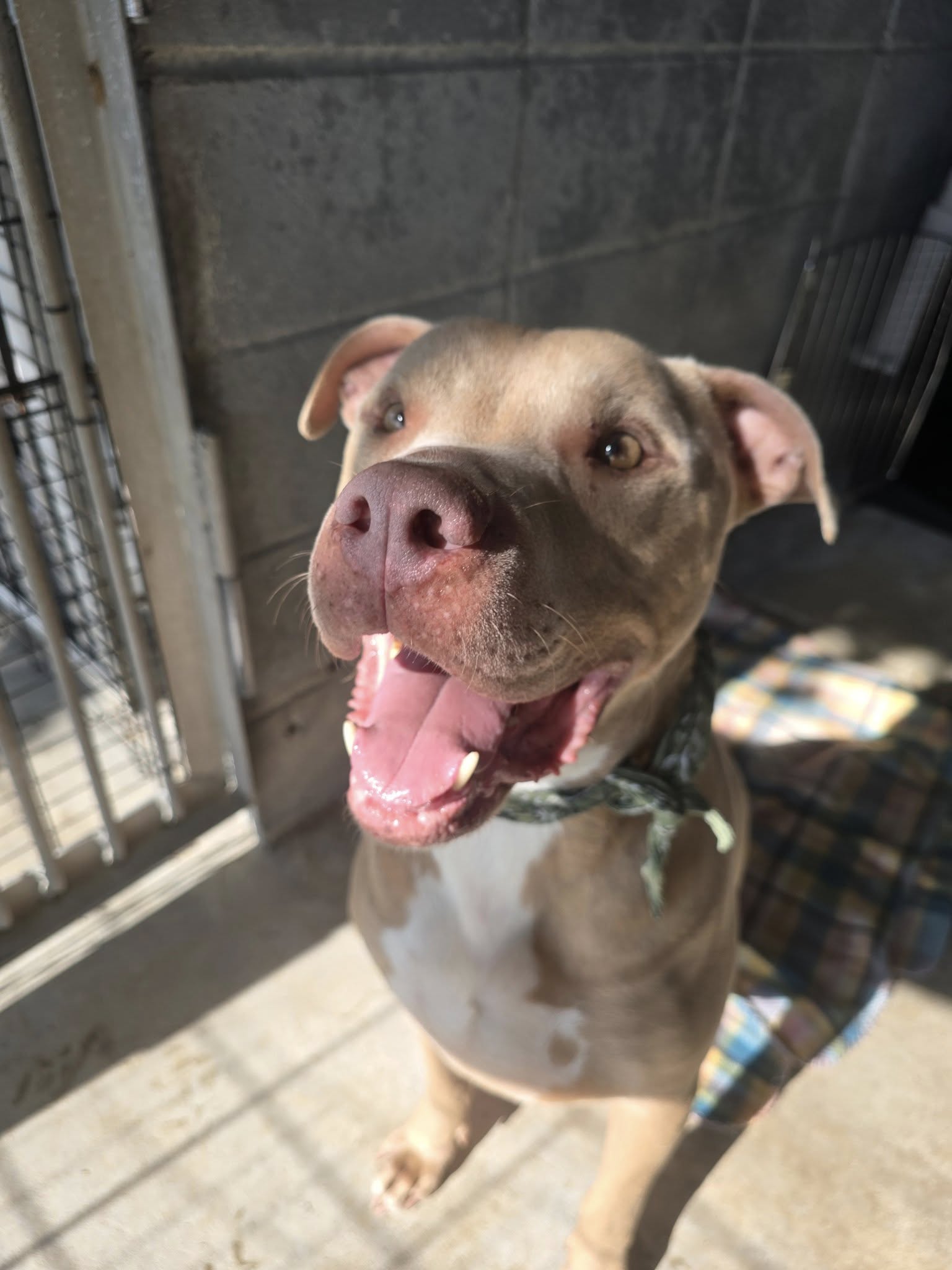 adoptable Dog in Oakhurst, NJ named Rambo- a gentle, loving gentleman