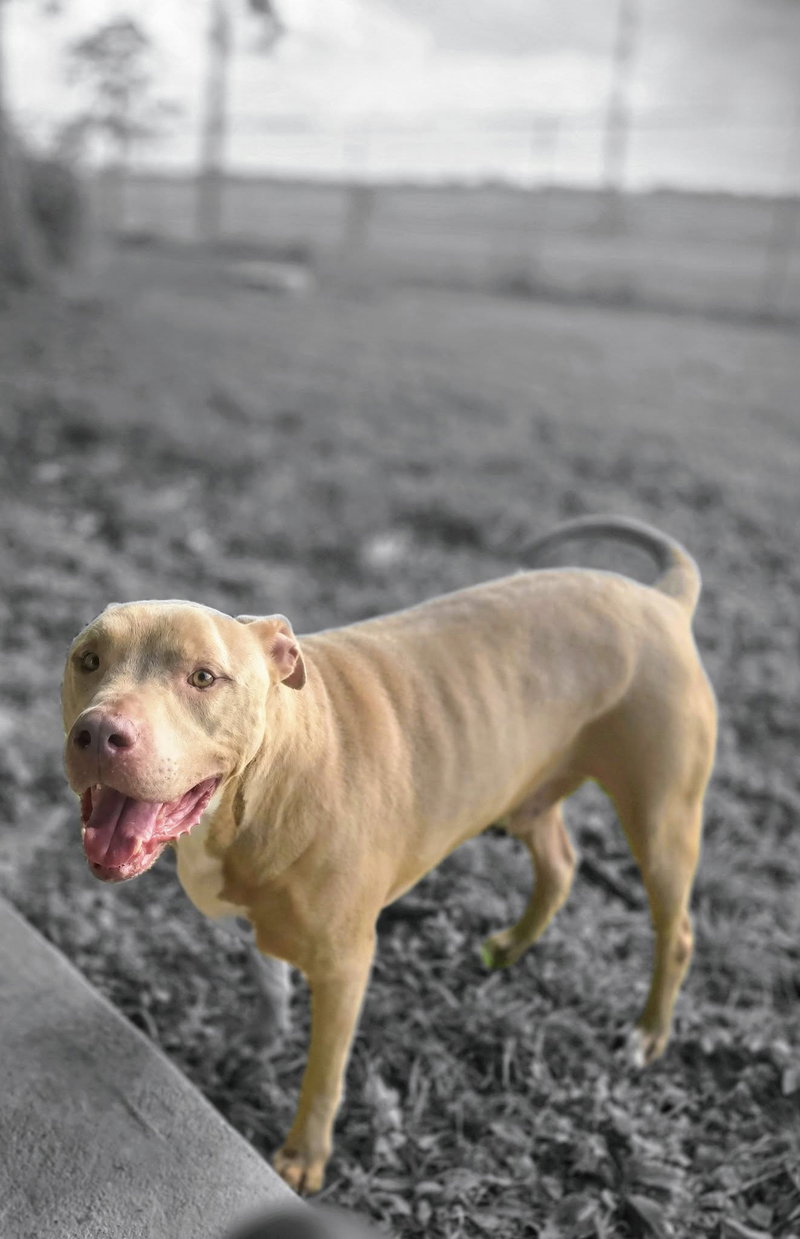 Rambo – Big Head, Big Heart
