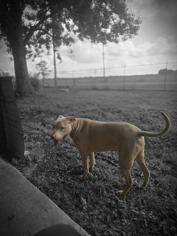 Rambo - Big Head, Big Heart