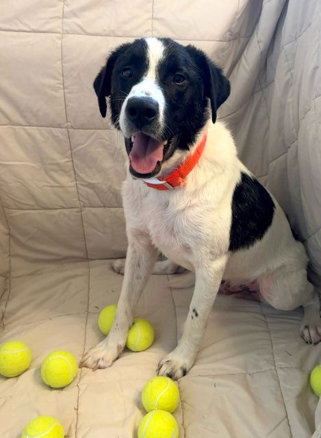 adoptable Dog in Oakhurst, NJ named Mick