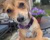 Tulip - Tiny Lady!