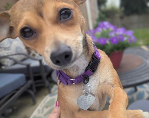 Tulip - Tiny Lady!