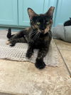 TORI ~ Beautful kitty