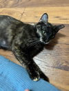 TORI ~ Beautful kitty