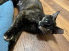 TORI ~ Beautful kitty