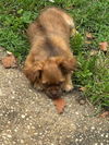 Oscar - Oh Boy! What a Cutie!