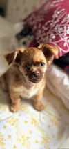Oscar - Oh Boy! What a Cutie!