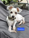 Sheldon - Super Cute!