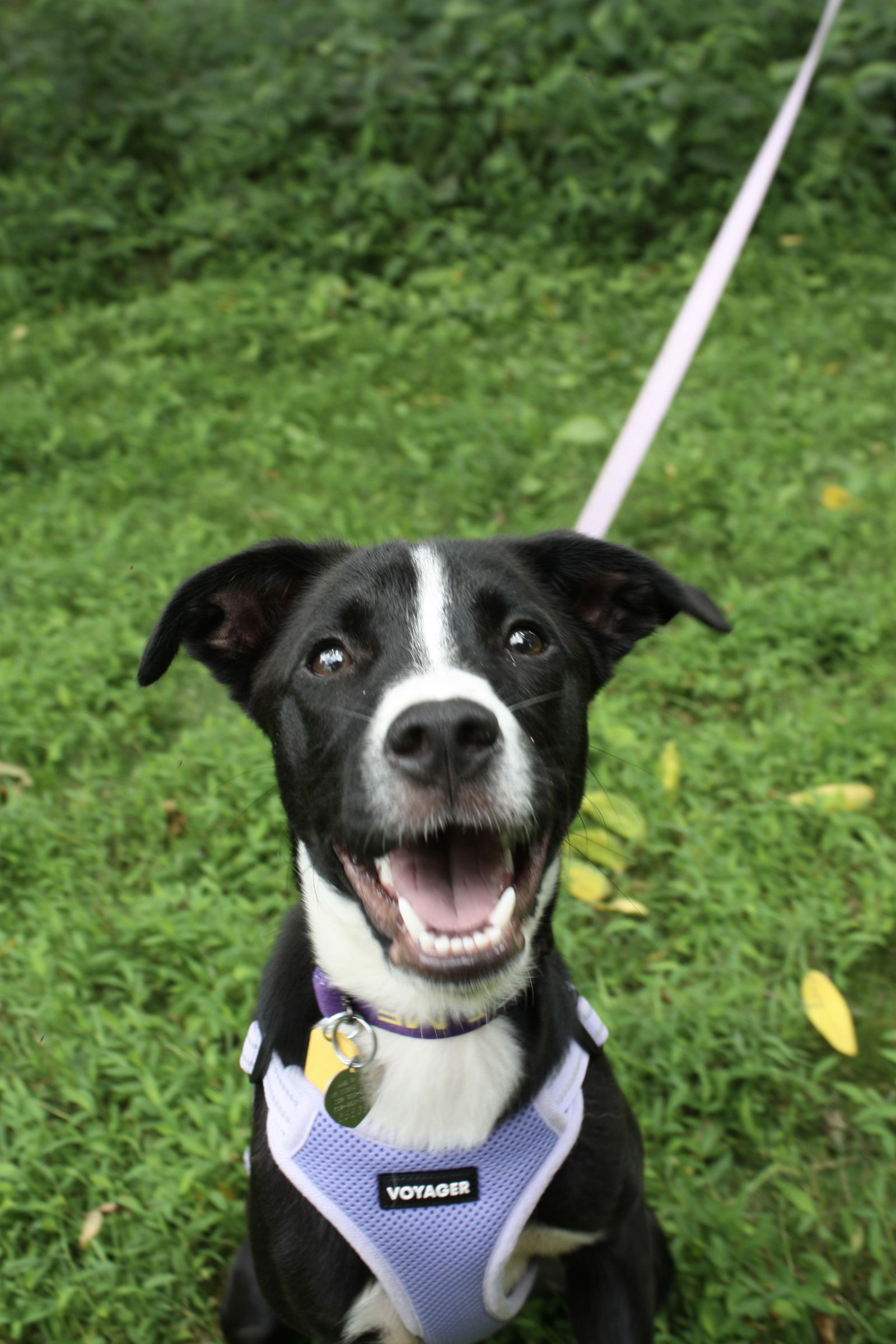 adoptable Dog in Oakhurst, NJ named Bubbles - Beautiful Babe!
