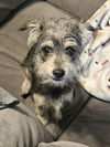 Hank - Heavenly Pup!!