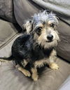 Hank - Heavenly Pup!!