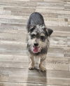 Hank - Heavenly Pup!!