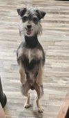 Hank - Heavenly Pup!!