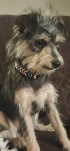Hank - Heavenly Pup!!