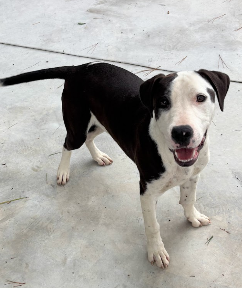adoptable Dog in Oakhurst, NJ named Luca - Lucky Boy!