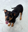 Stitch - Super Cute Pup!!
