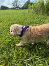 Chloe - Cutie Pie!