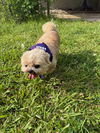 Chloe - Cutie Pie!