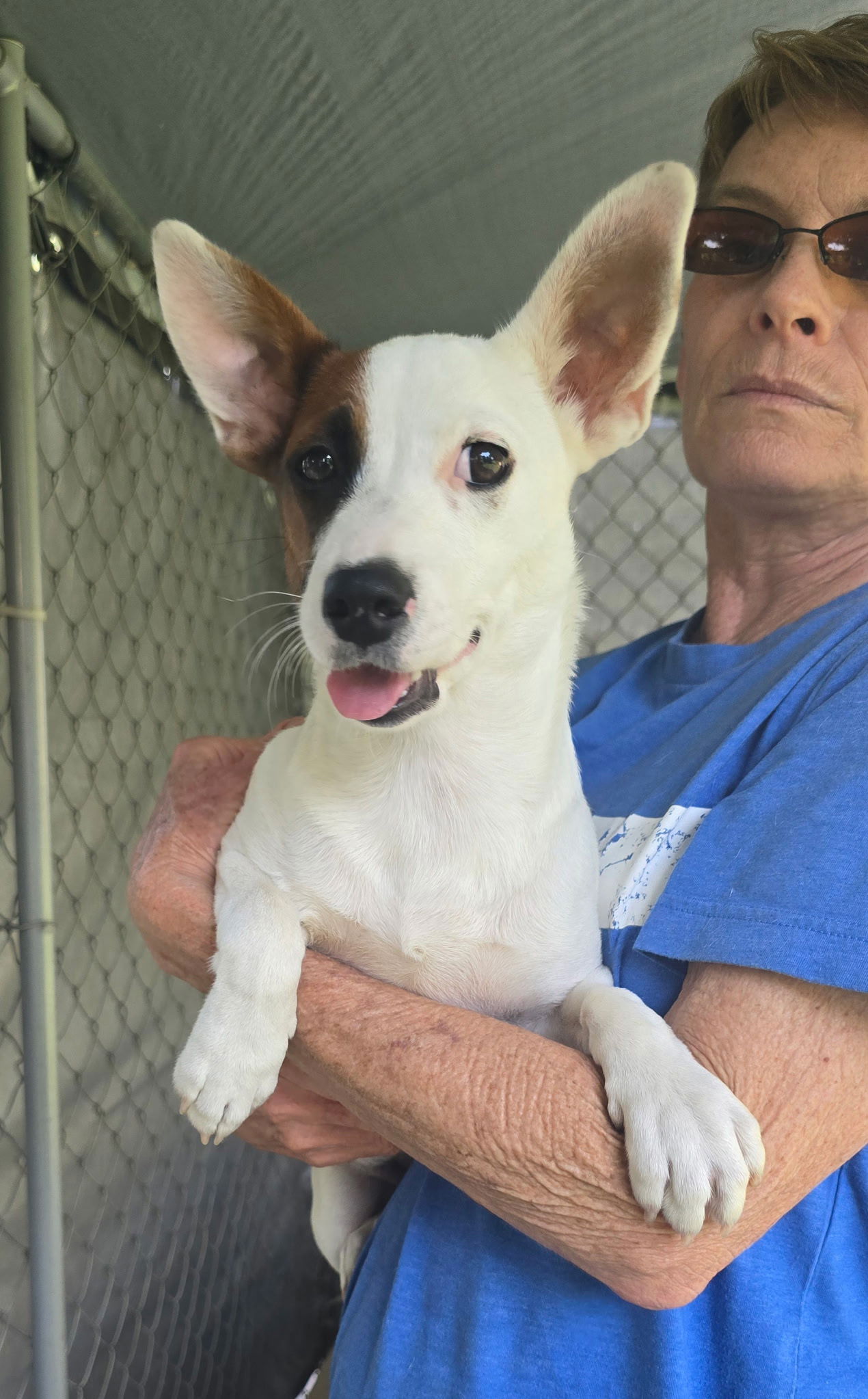 adoptable Dog in Lafayette, LA named May- what a cutie!