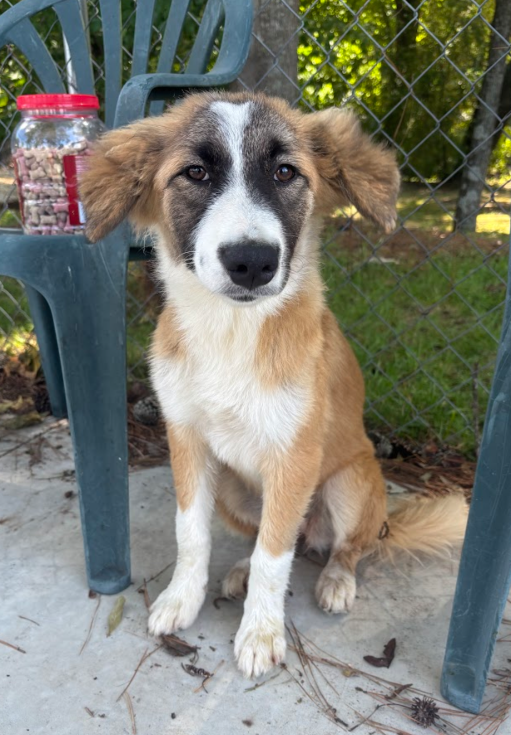 adoptable Dog in Oakhurst, NJ named Sapphire - So pretty!!