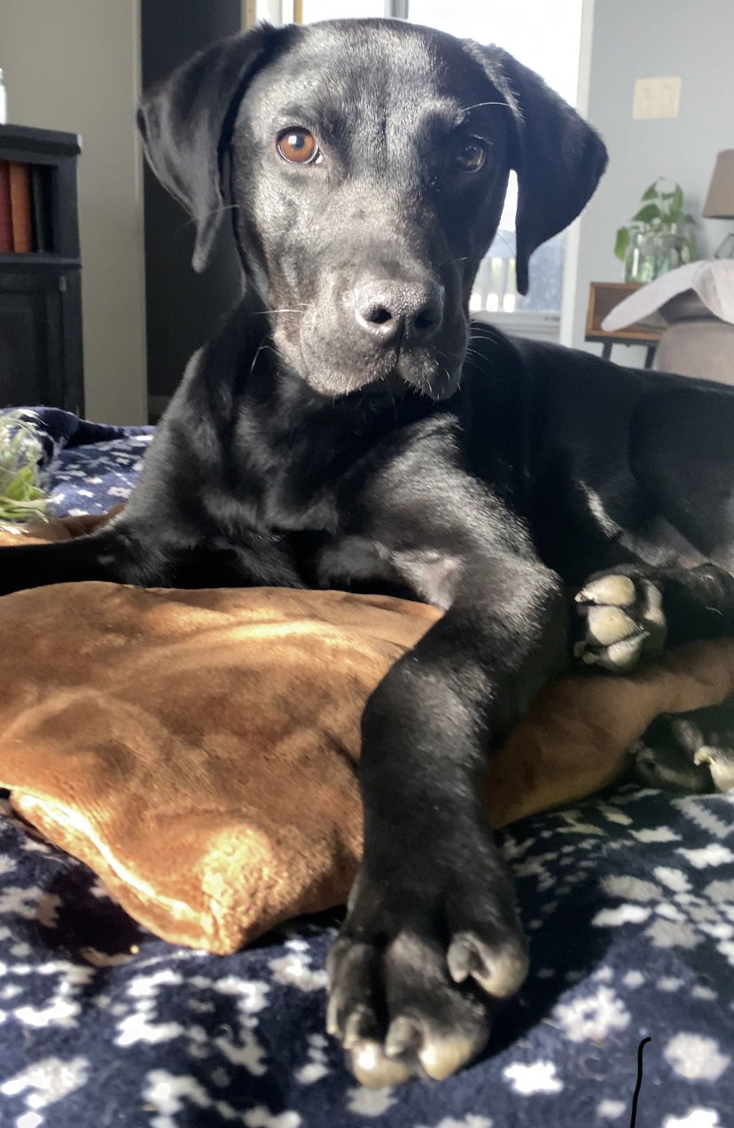 adoptable Dog in Oakhurst, NJ named Torrance - Tots Adorbs!!