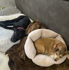 Torrance - Tots Adorbs!!