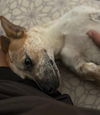 Astra - Amazing Pup!!