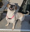 Astra - Amazing Pup!!