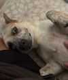 Astra - Amazing Pup!!