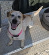 Astra - Amazing Pup!!