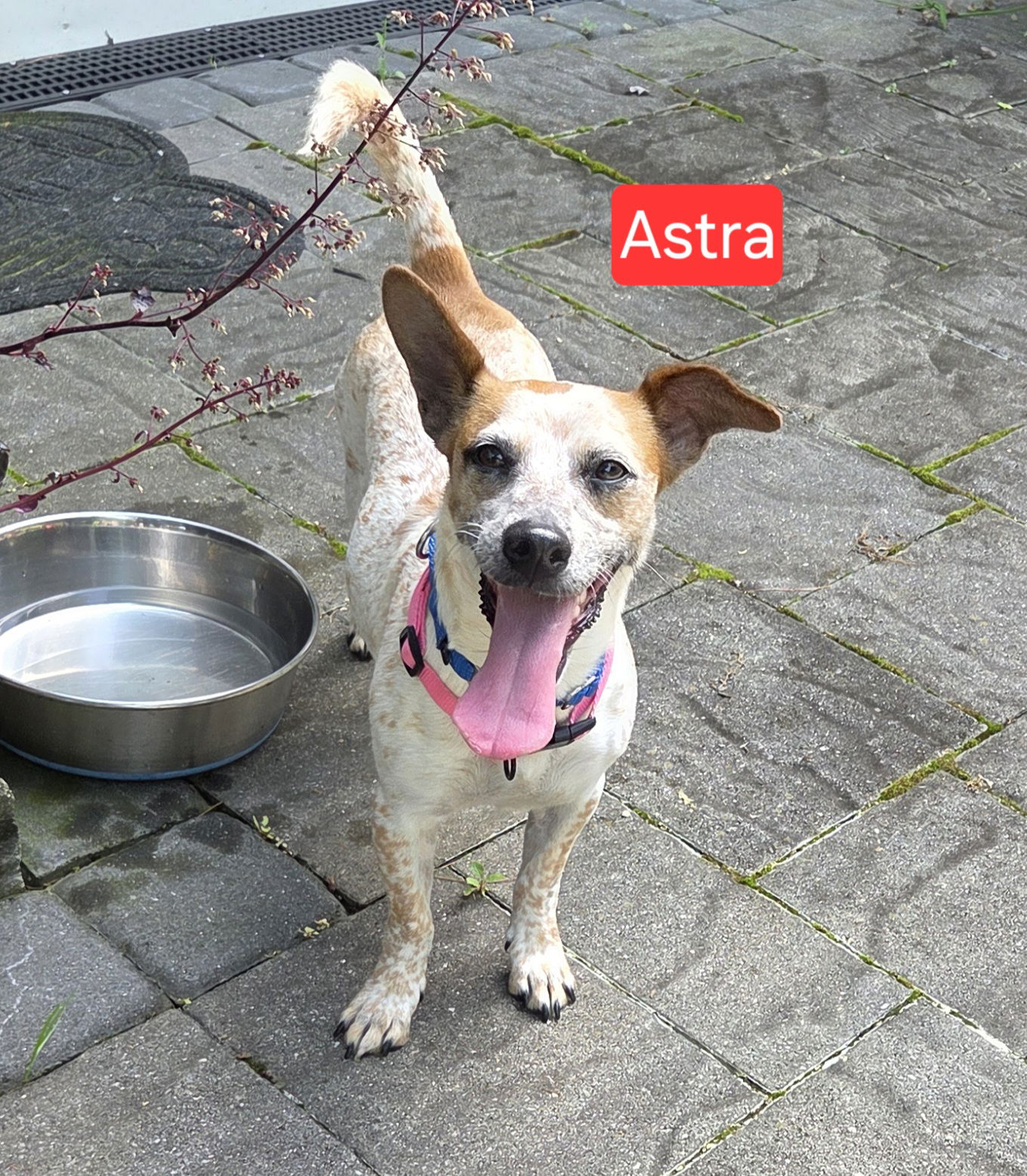adoptable Dog in Oakhurst, NJ named Astra - Amazing Pup!!