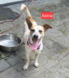 Astra - Amazing Pup!!