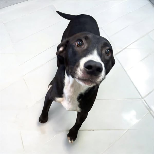 adoptable Dog in Oakhurst, NJ named Julian - Just Adorable!